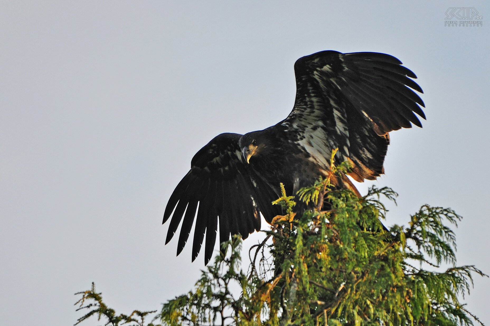 Ucluelet - Young bald eagle A young sea eagle that will get a white head when getting older. Stefan Cruysberghs